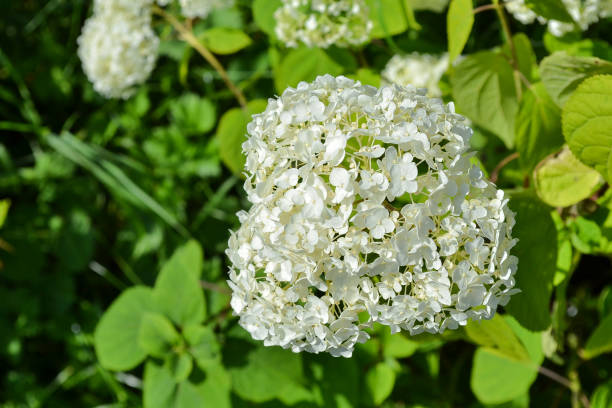 istock Beautiful large white hydrangea paniculata blossoms closeup. 857159598