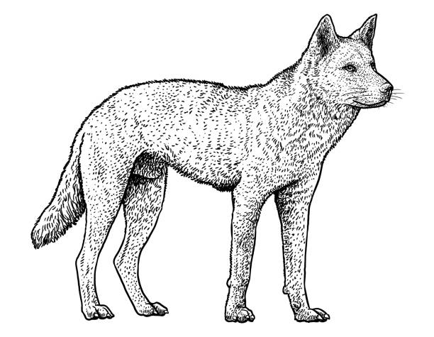 dingo-illustration, zeichnung, gravur, tinte, strichzeichnungen, vektor - dingo stock-grafiken, -clipart, -cartoons und -symbole