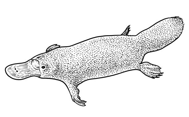 Platypus illustration, drawing, engraving, ink, line art, vector Illustration, what made by ink, then it was digitalized. duck billed platypus stock illustrations