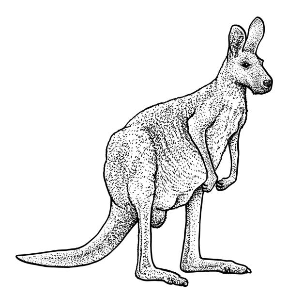 roten känguru illustration, zeichnung, gravur, tinte, strichzeichnungen, vektor - marsupial animal vertical kangaroo stock-grafiken, -clipart, -cartoons und -symbole