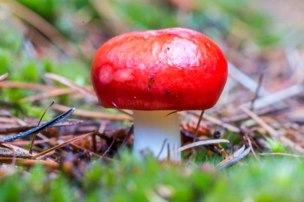 A Sickener or Russula Emetica found in a pine wood.