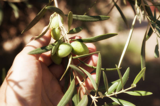 Olive tree stock photo