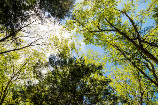istock Green Forest, Japan Alps, Nagano Japan 857164540