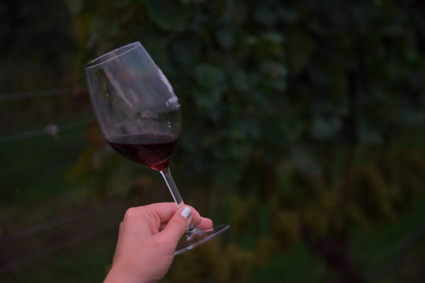 istock Long Island Vineyard Touring 857165606