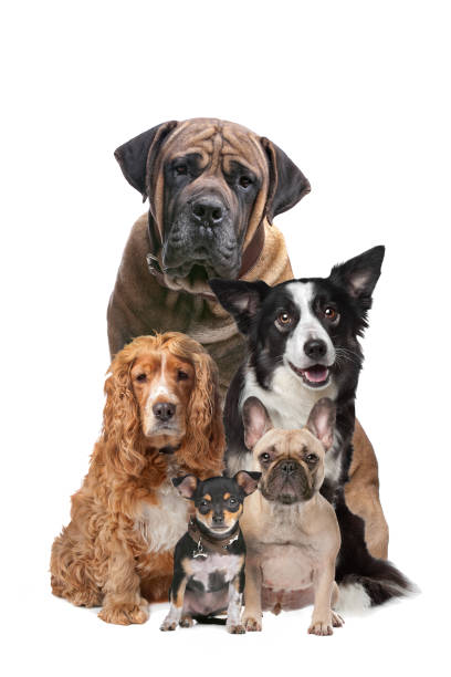cinco perros - molosser fotografías e imágenes de stock