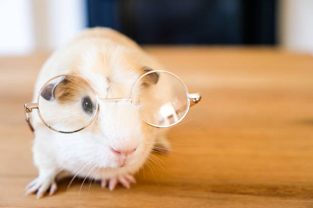 Close up of a baby guinea pig wearing reading glasses