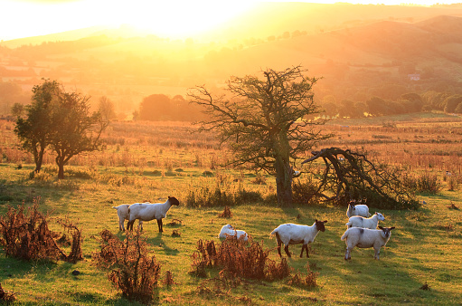 A herd of sheep in the stunning Shropshire Hills at sunrise. Image taken on a pristine morning washed in golden light. Very little processing on this landscape image.