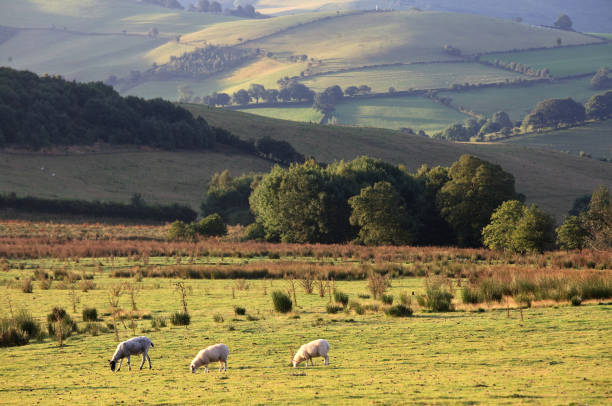 istock Three Sheep in the Shropshire Hills 857173290