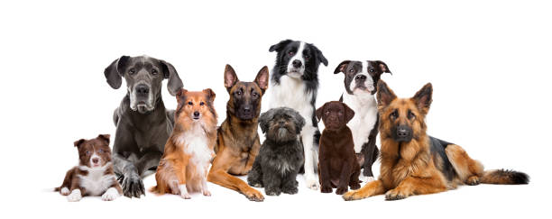 group of nine dogs - dog group of animals variation in a row imagens e fotografias de stock