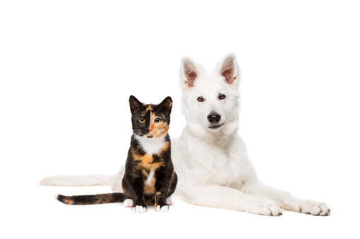 cat and white puppy shepherd in front of a white background