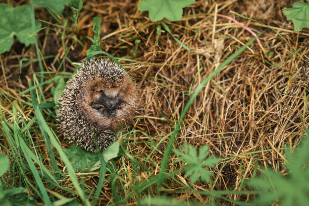 istock Hedgehog sitting in the grass 857175380