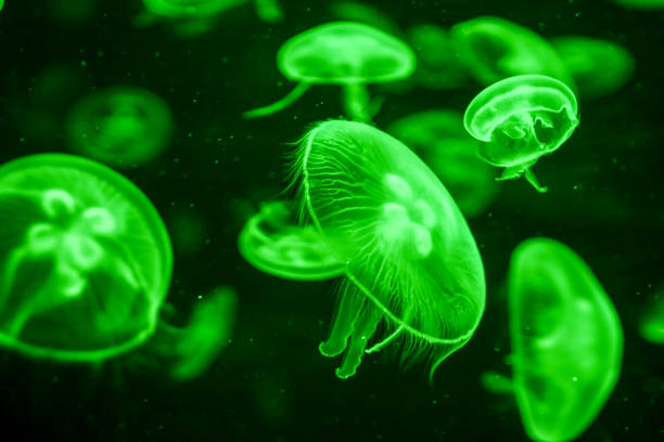 istock Jellyfish Dangerous Poisonous Medusa 857175474
