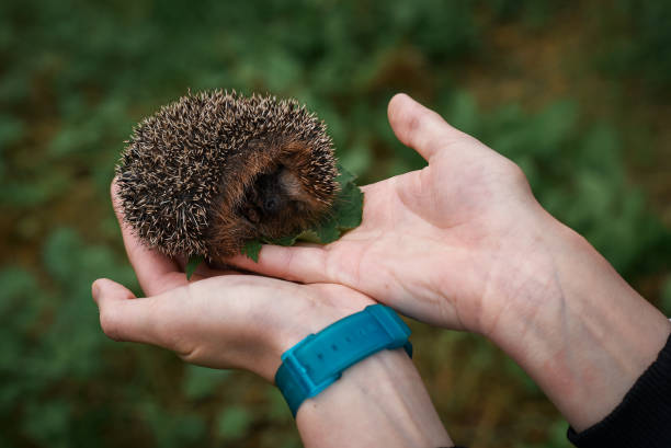 istock Hedgehog sitting in the hands 857175478