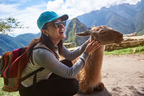 Smiling tourist woman with lama in Machu Picchu hiking travel. Happy girl in nature with alpaca