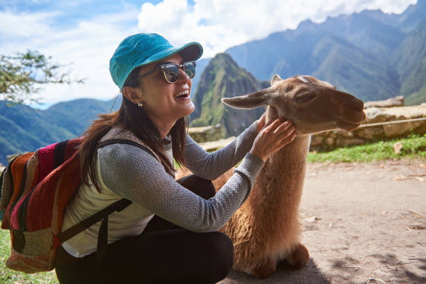 Smiling tourist woman with lama Smiling tourist woman with lama in Machu Picchu hiking travel. Happy girl in nature with alpaca lama religious occupation stock pictures, royalty-free photos & images