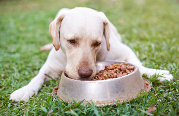 istock Labrador eating from metal bowl 857176116