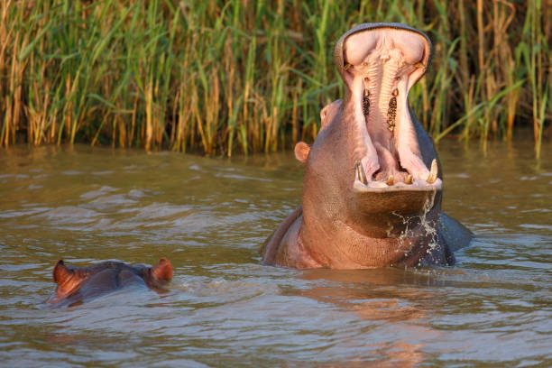 istock Huge hippo with mouth wide 857178690