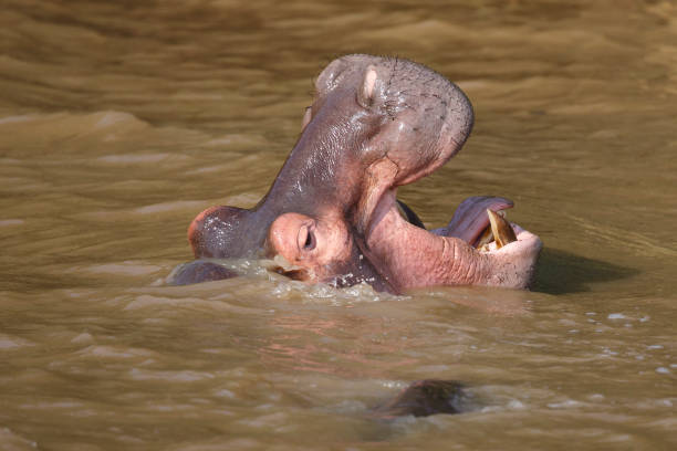 istock Huge hippo with mouth wide open 857178748