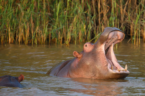 istock Huge hippo with mouth wide open 857178816
