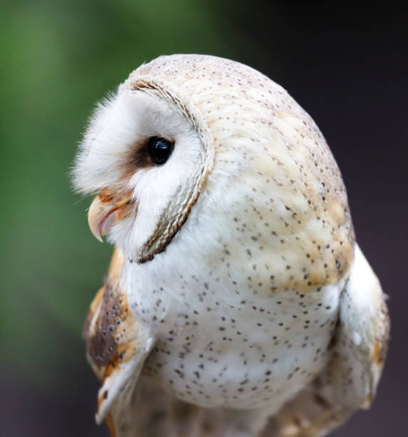 istock Portrait of a beautiful barn owl 857178854
