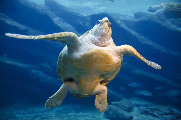 A large leatherback turtle stock photo