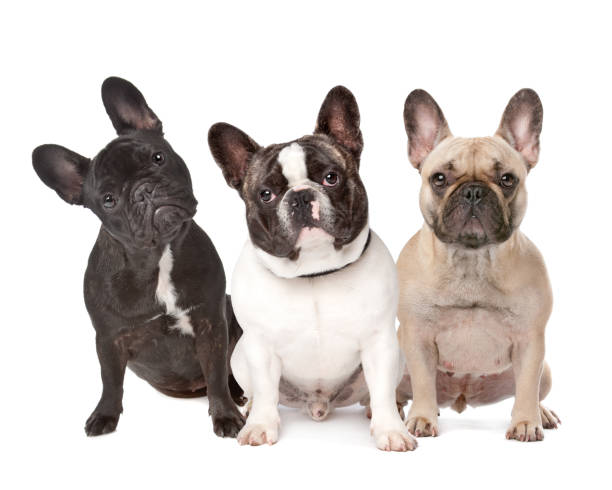 istock three French Bulldogs in a row 857182852