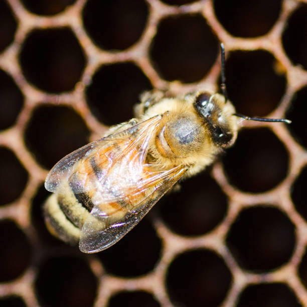 istock closeup of a bee on honeycomb in apiary 857183044