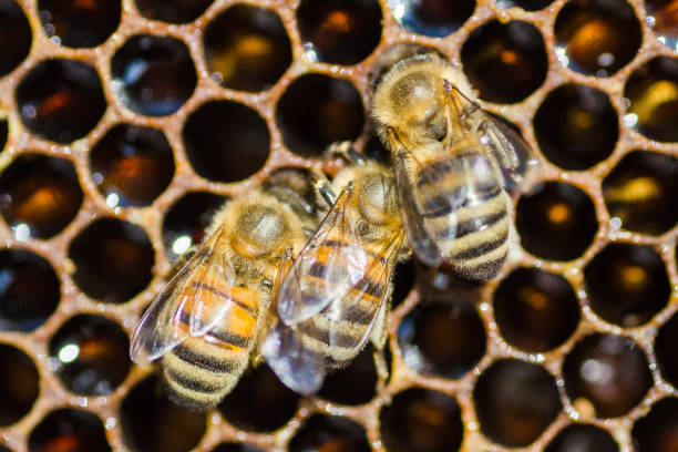 istock closeup of bees on honeycomb in apiary 857183090