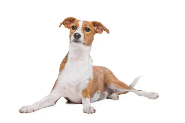 mix Podenco dog in front of a white background