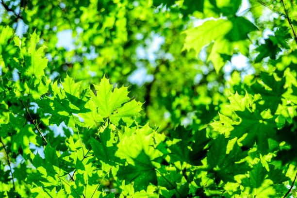 istock Green Forest Leaves and Summer Sunlight 857183684
