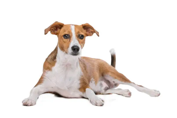 mix Podenco dog in front of a white background