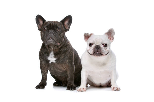 istock two French bulldogs 857190190