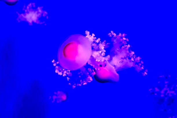 istock Jellyfish Dangerous Poisonous Medusa 857190976