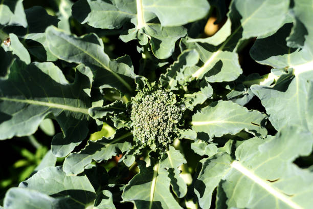 istock Overhead View of Broccoli Plant 857191222
