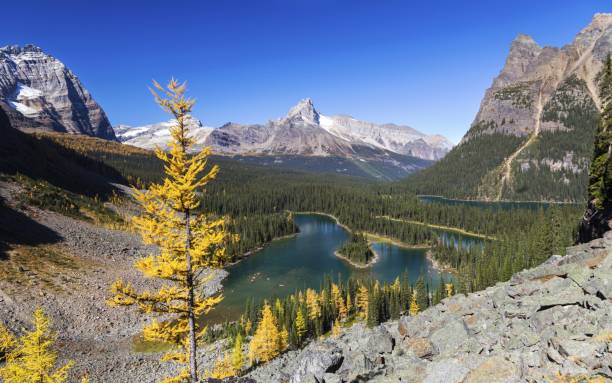 istock Isolated Larch and Lake O'Hara Panoramic Landscape Yoho National Park 857201496