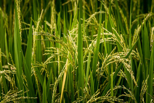 ear of rice in natural lush green Rice Terrace stock photo