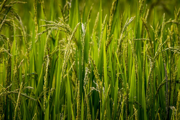 ear of rice in natural lush green Rice Terrace stock photo
