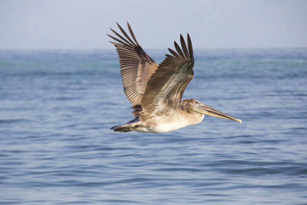 istock Brown Pelican Flying By 857205512