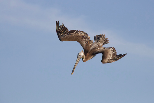 An adult brown pelican diving for a fish