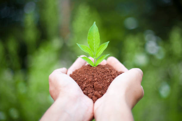 istock seedlings for a world to live 857206158