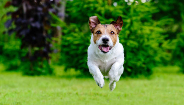 istock Dog jumping straight forward at camera playing at green lawn 857209138