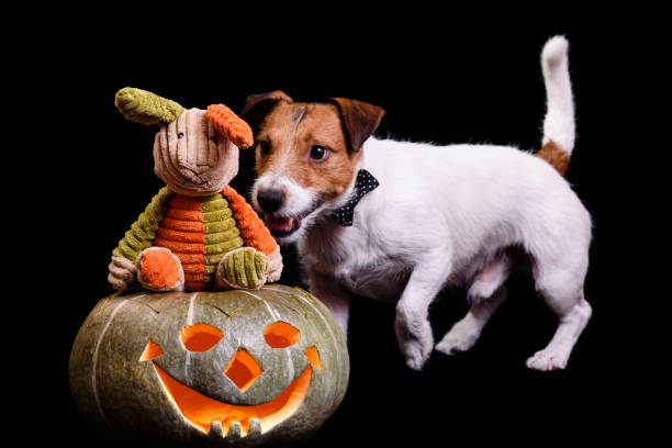 istock Rabbit on traditional Halloween pumpkin doesn't see danger creeping from behind 857209140