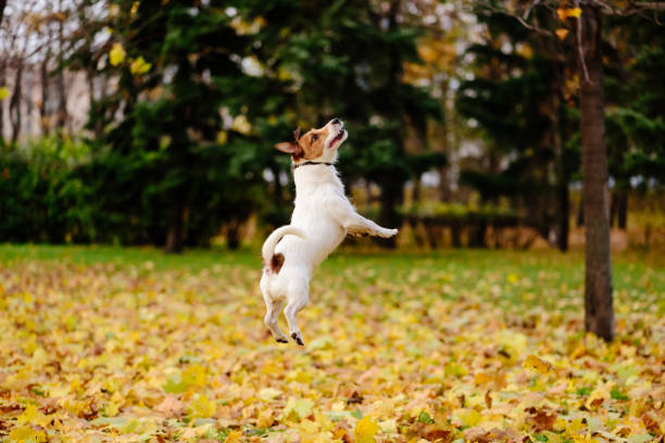 istock Beautiful fall (autumn) season  scene with happy active dog 857209164