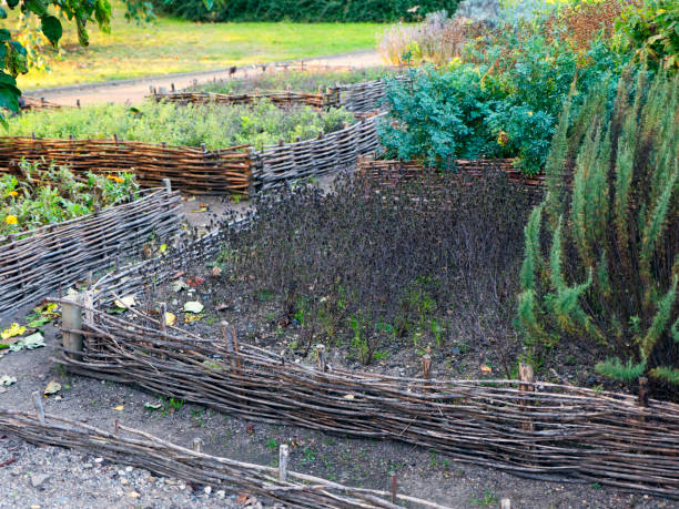 istock Vegetable elevated wicker beds. Gardening equipment for home gardeners. 857209690