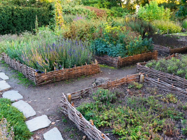 istock Vegetable elevated wicker beds. Gardening equipment for home gardeners. 857209702