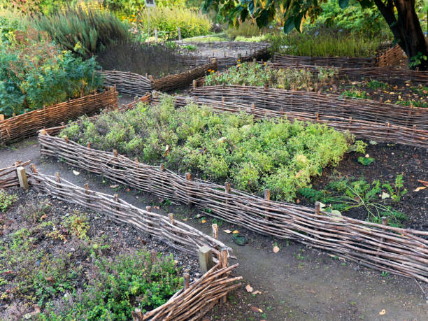istock Vegetable elevated wicker beds. Gardening equipment for home gardeners. 857209724