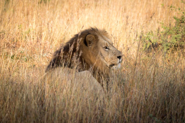 istock Male Lion in African Savanna 857210170