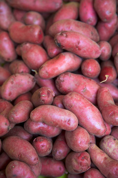 roten fingerling kartoffeln auf dem bauernmarkt - red potato raw potato red vegetable stock-fotos und bilder