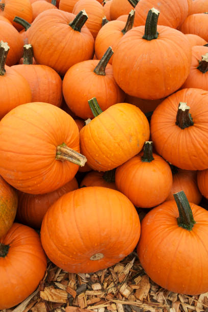 istock Orange pumpkins in pile 857213562