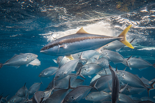 A kingfish speeds through a school of trevally